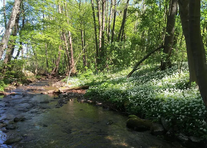 Eldorstal-1-ferienwohnung-in-bad-harzburg-mit-hund-direkt-am-nationalpark-1000-qm-garten *